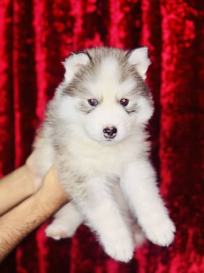 Husky puppy