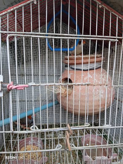Finches for Sale