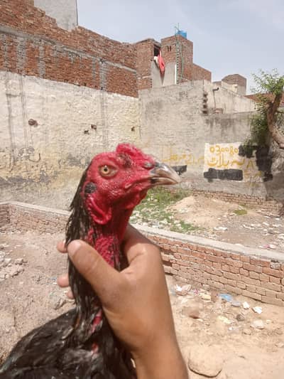 hint cross patha