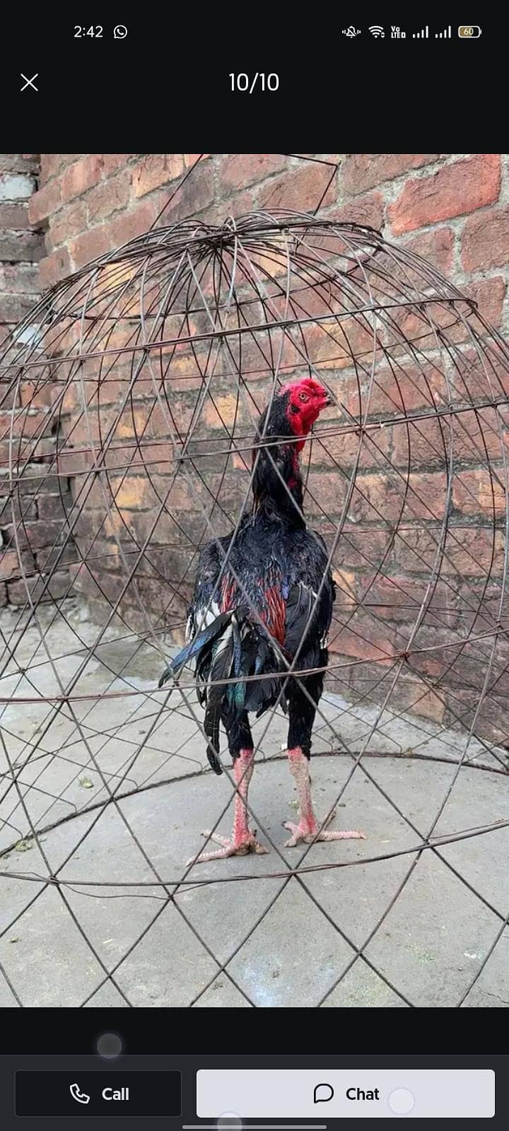 hint cross patha 1