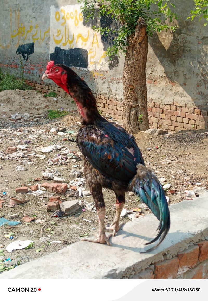hint cross patha 6