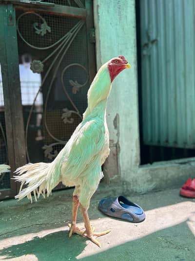Pure white o shamu quality chicks available