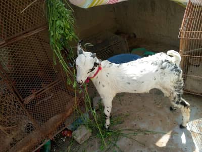 barbari goat