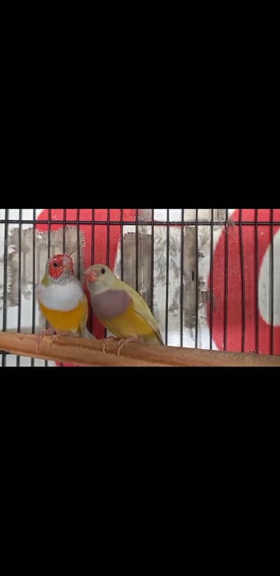 Lady Goldien finches.