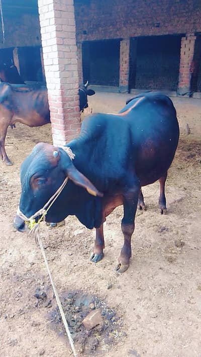 Desi Vehra For Qurbani