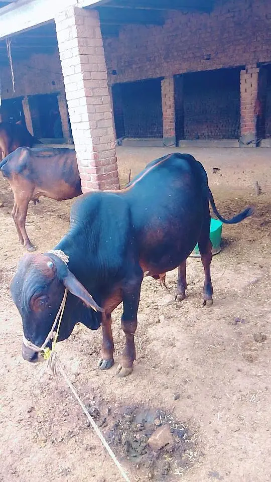 Desi Vehra For Qurbani — photo 2