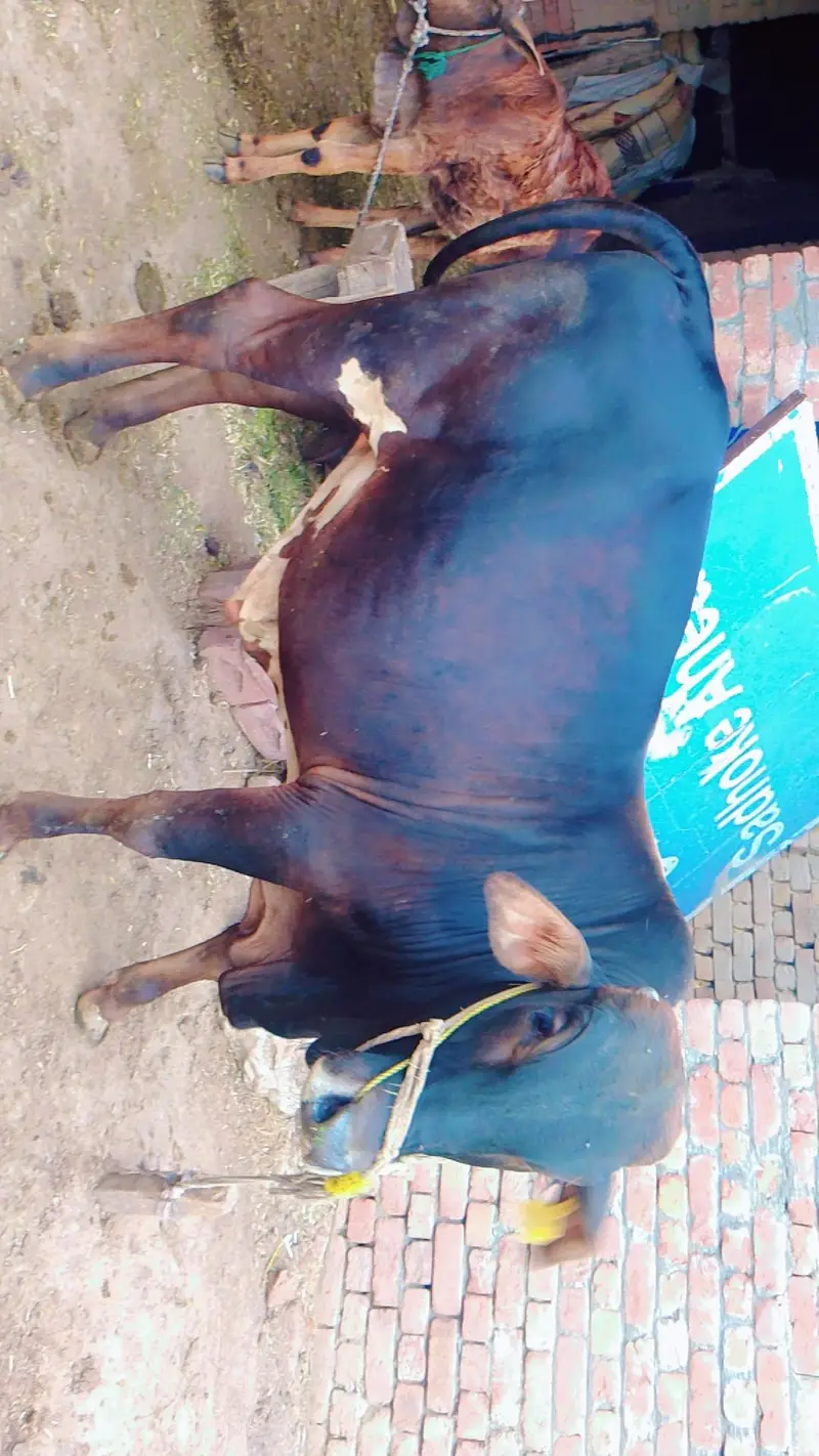 Desi Vehra For Qurbani — photo 3