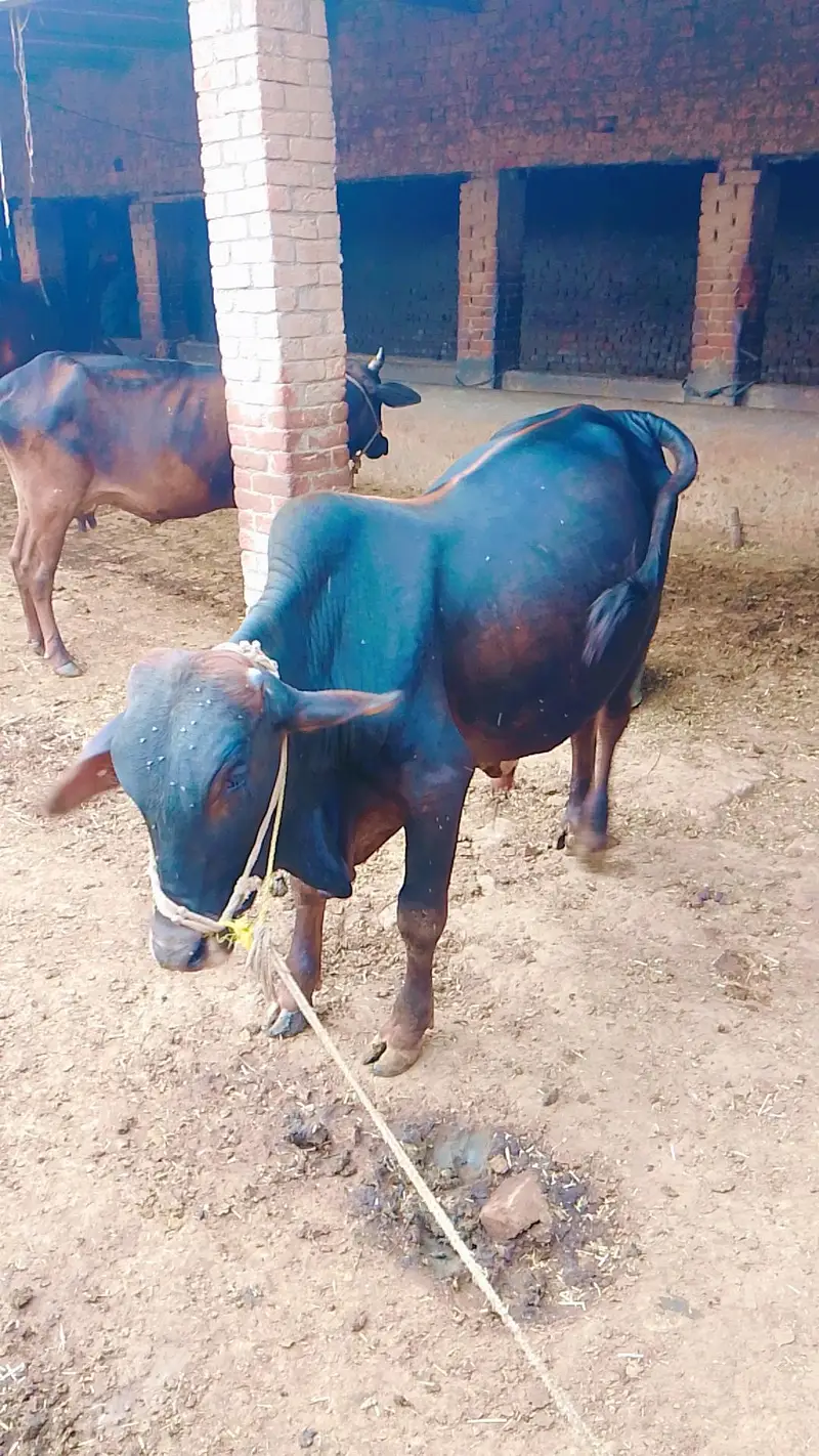 Desi Vehra For Qurbani — photo 4