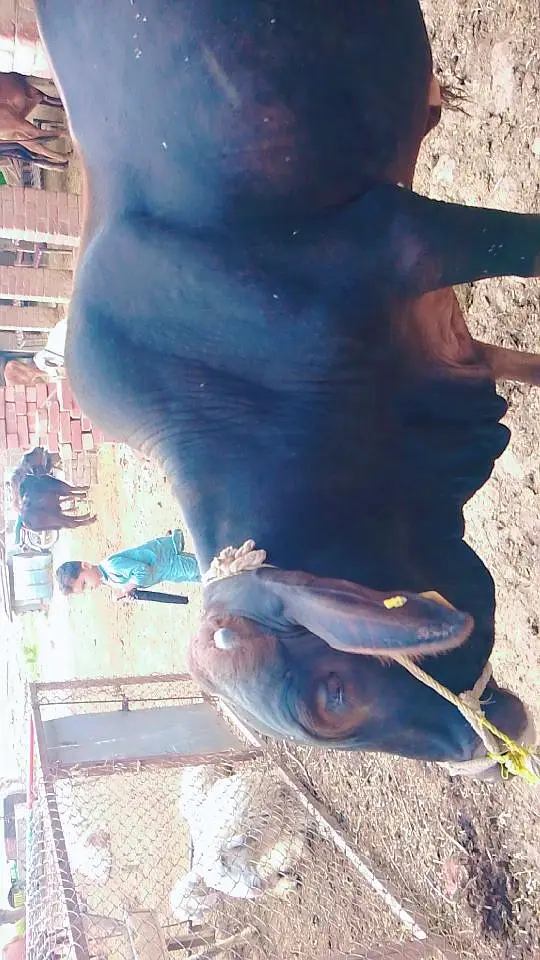 Desi Vehra For Qurbani — photo 5