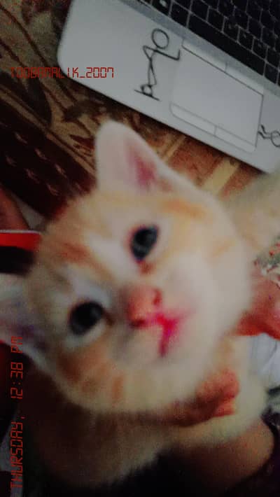 persian double coated cute ginger kitten