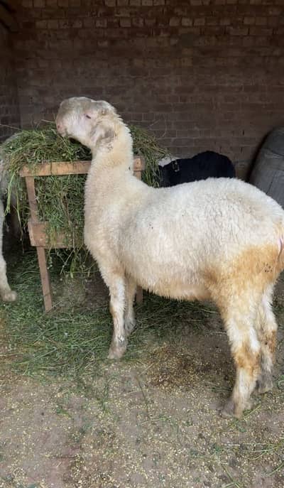 Premium Healthy Local Goats | Small Ears Type | Eid Ul Adha Special