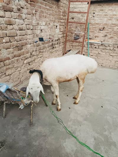 Peshawar warsak rod aps school behari kaluni