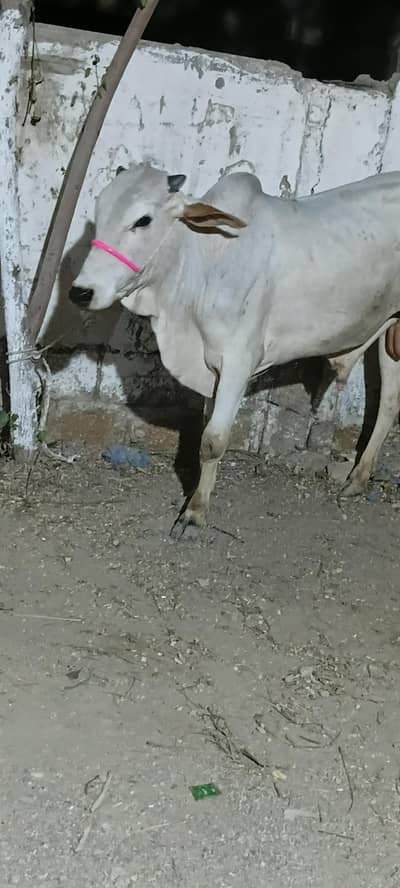 bachra for sell