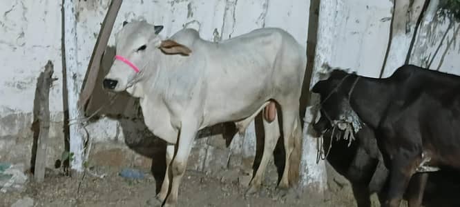 bachra for sell