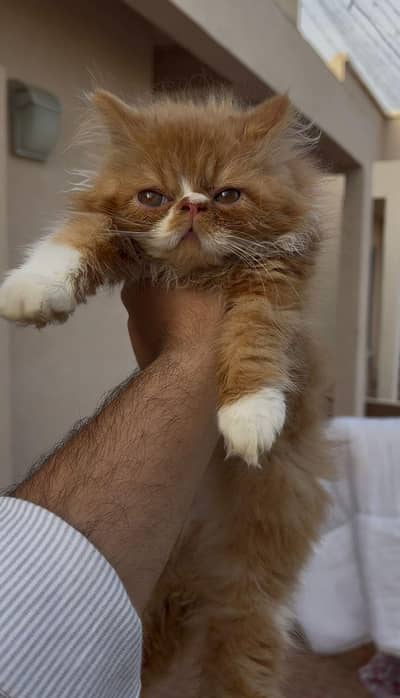 Persian peki bloodline kitten