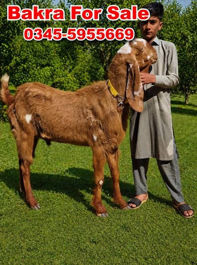 goat for sale