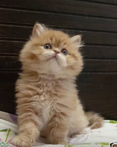 persian punch face triple coat/male and female kittens