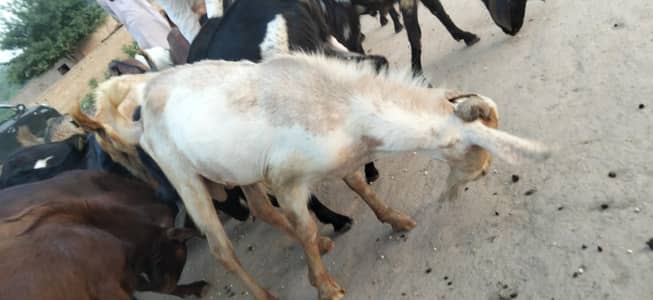 Bakra Sela Karna Eid Bakra