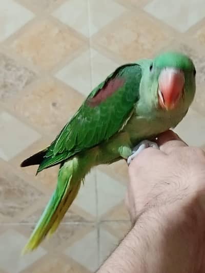 Kasmeri Raw Jambo size Chicks  For Sale in Lahore 0316 4755074