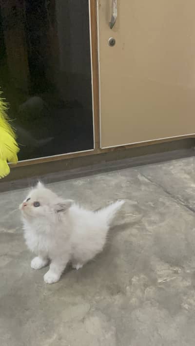 Persian male kitten / Triple coated kitten / Hazel Eyes male kitten/