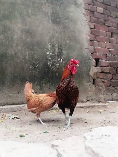Golden Sebright breader pair
