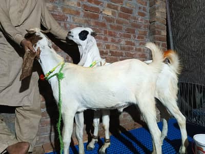 bakre|qurbani ke Lea | goat | bakra