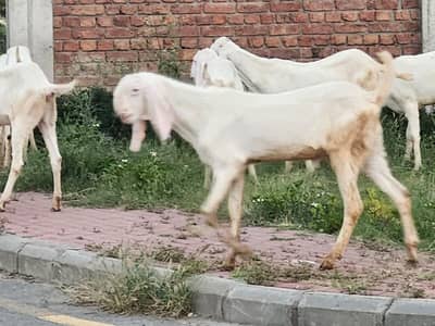 Rajanpuri bakray for sale