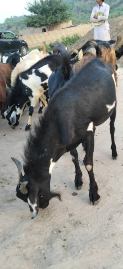Bakra Sale Karna Hai
