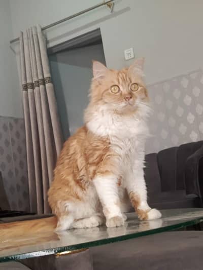 Persian Cat For Adoption