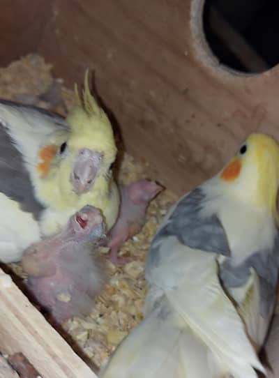 Common Vpied Breeder Pair