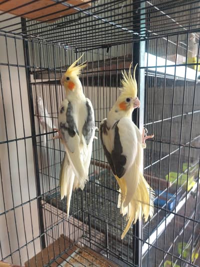 Common Vpied Breeder Pair