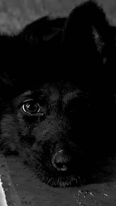 German Shepherd Male Pup