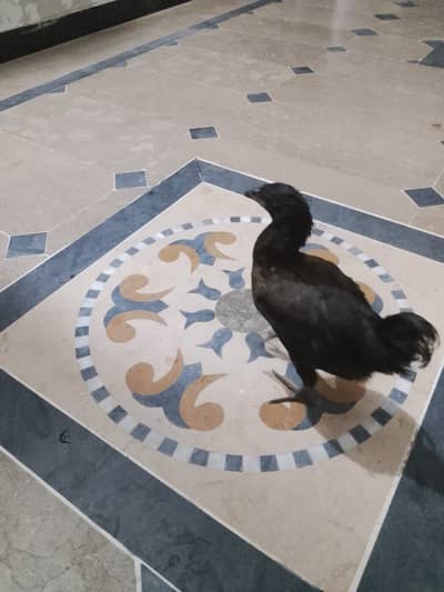 Desi ChickFor sale