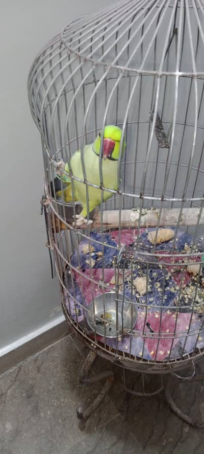 ringneck parrot with cage
