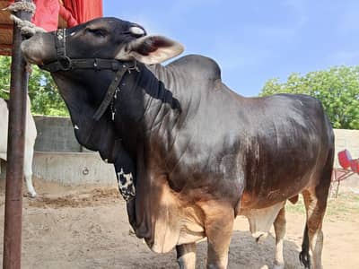 heavy cholistani bachra available for sale