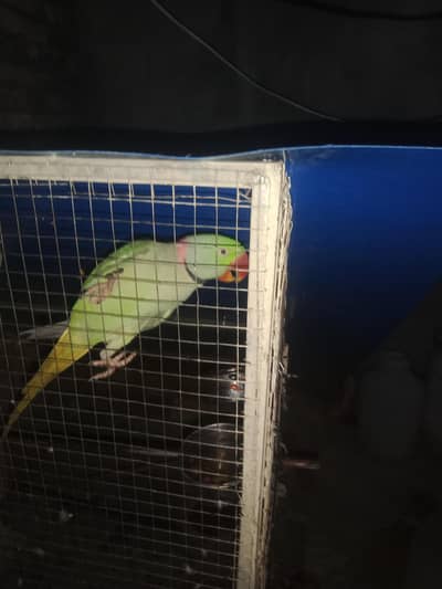 raw parrot for sale. 03 08 6846330