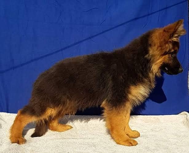 German Shepherd puupy | long coat | gsd dog 0
