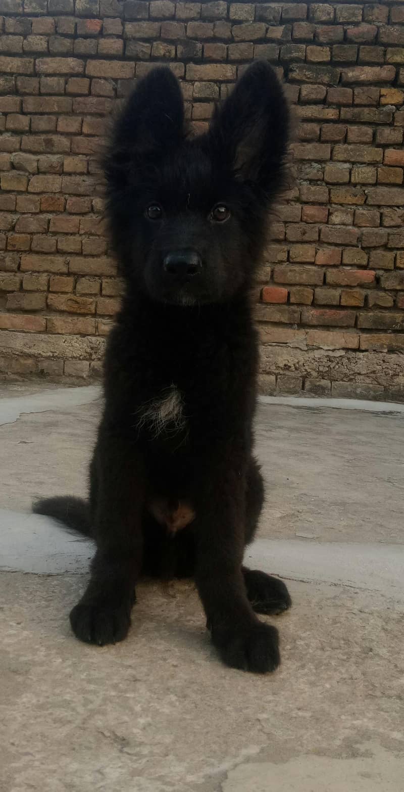 German Shepherd puupy | long coat | gsd dog 1