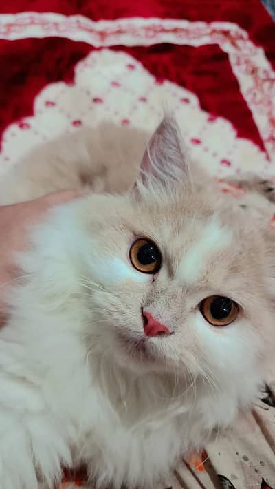 Persian Male cat 8 months old baby