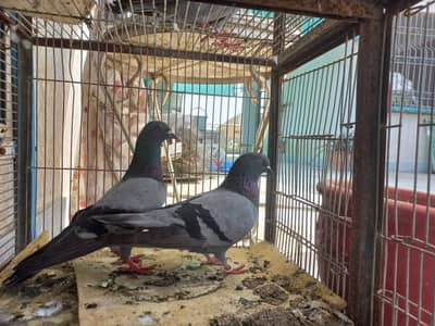 Hara and black kasori pair