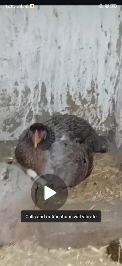 Saleti Aseel kurk madi