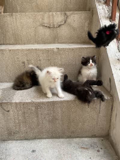 Persian Cat | Kitten | Persian Kitten | Triple Coated | Cats For Sale