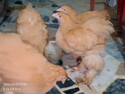 Golden Buff Hens