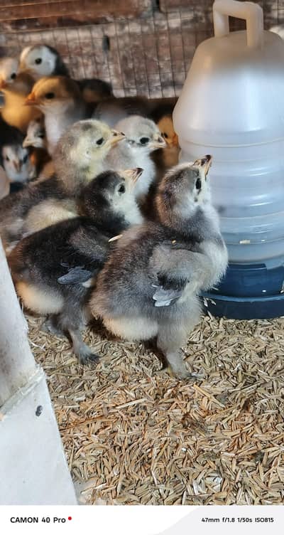 Golden Heavy Buff | White Buff | Blue Buff | Black Buff Chicks