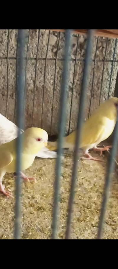 Fellow BudGies