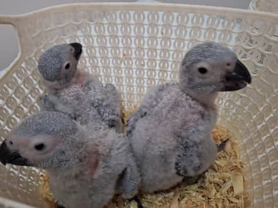3 Grey chicks