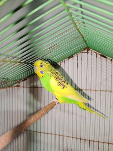 Australian budgies 3 pairs hai or 1. female. hai us ky 2 baby hai