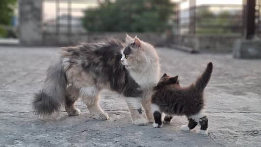 persian cat