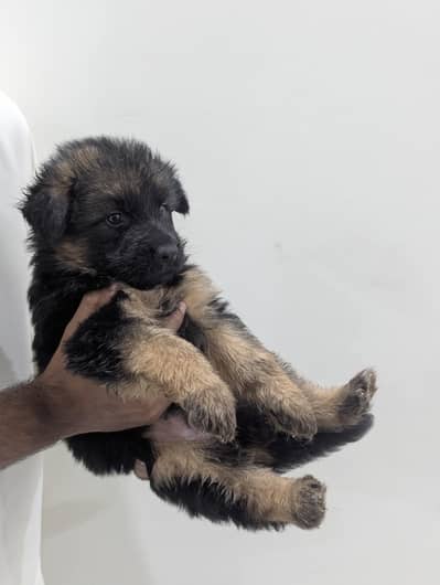 German shepherd puppies