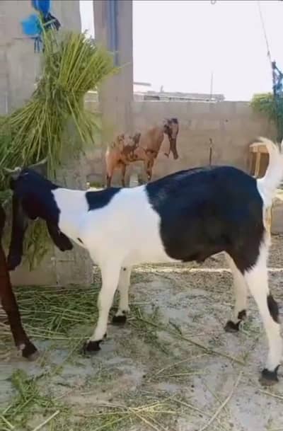 2daant khassi bakre